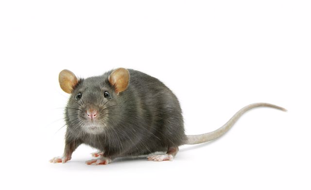 איך למנוע כניסת עכברים לבית